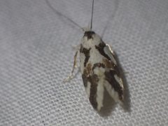 Machetis aphrobola