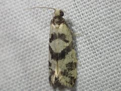 Lepidoscia characota