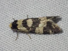 Lepidoscia characota