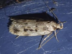 Barea exarcha