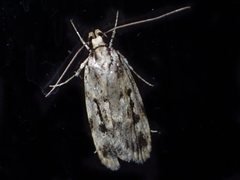 Barea exarcha
