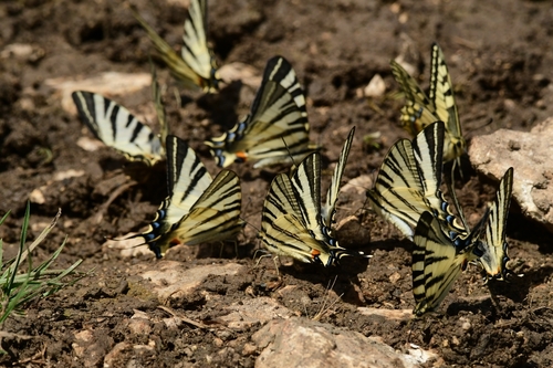 Scarce Swallowtail, 5557, Bulgaria, photo 6 of 10
