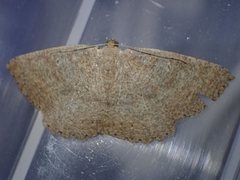 Casbia melanops