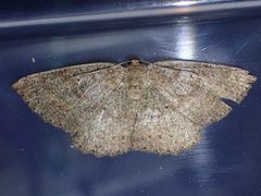 Casbia melanops