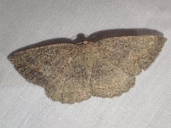 Casbia melanops