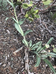 Penstemon lentus albiflorus