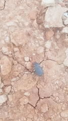 Cryptoglossa infausta