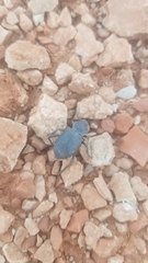 Cryptoglossa infausta