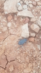 Cryptoglossa infausta