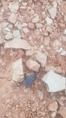 Cryptoglossa infausta