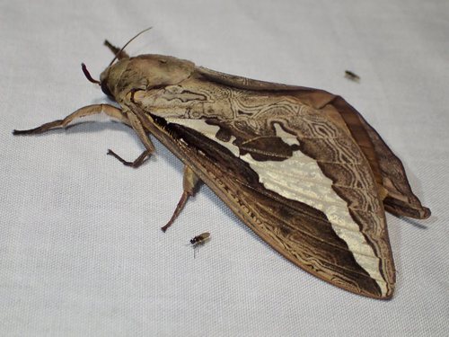 Labyrinthine Ghost Moth