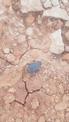 Cryptoglossa infausta