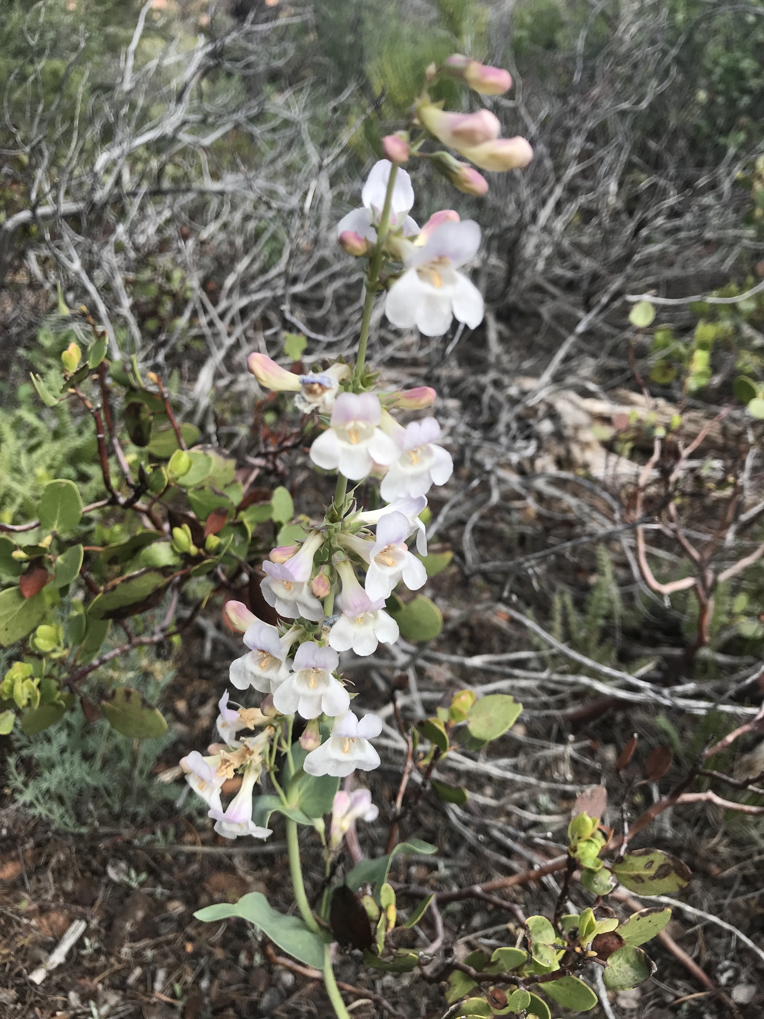 Penstemon lentus var. albiflorus