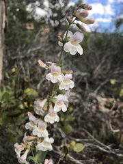 Penstemon lentus albiflorus