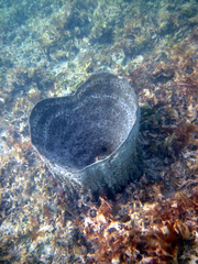 Ircinia campana
