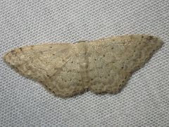 Idaea probleta