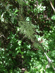 Usnea flavocardia