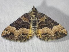 Chrysolarentia lucidulata