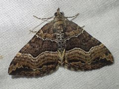Chrysolarentia lucidulata