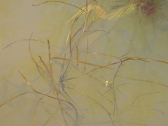 Potamogeton foliosus
