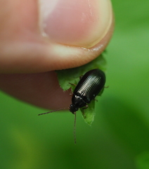 Gonodera luperus