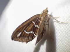 Chaetolopha niphosticha