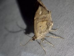 Chaetolopha niphosticha