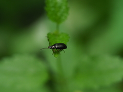 Gonodera luperus
