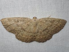 Casbia melanops