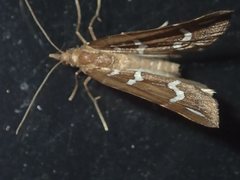 Chaetolopha niphosticha