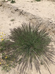 Poa attenuata