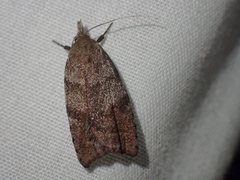 Tortricopsis euryphanella