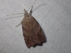 Tortricopsis euryphanella