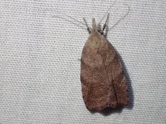 Tortricopsis euryphanella