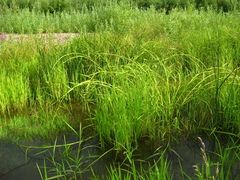 Scirpus radicans