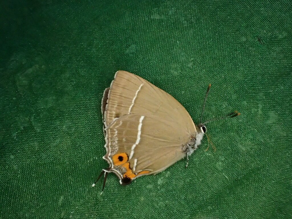 Copper Hairstreak