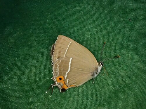 Favonius yuasai