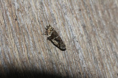 Catonia