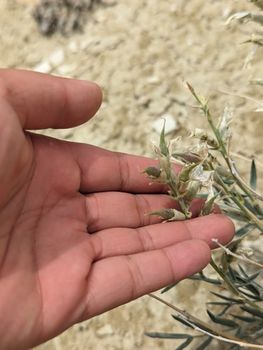 Image of Astragalus detritalis by (c) My-Lan Le, some rights reserved (CC BY)