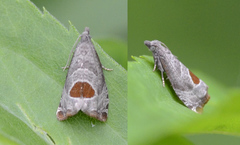 Notocelia uddmanniana