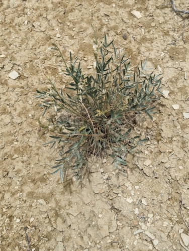 Image of Astragalus detritalis by (c) My-Lan Le, some rights reserved (CC BY)