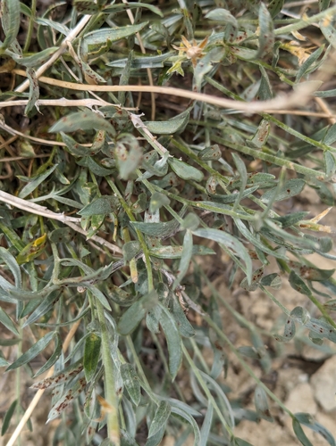Image of Astragalus detritalis by (c) My-Lan Le, some rights reserved (CC BY)