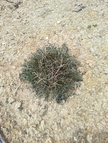 Image of Astragalus detritalis by (c) My-Lan Le, some rights reserved (CC BY)