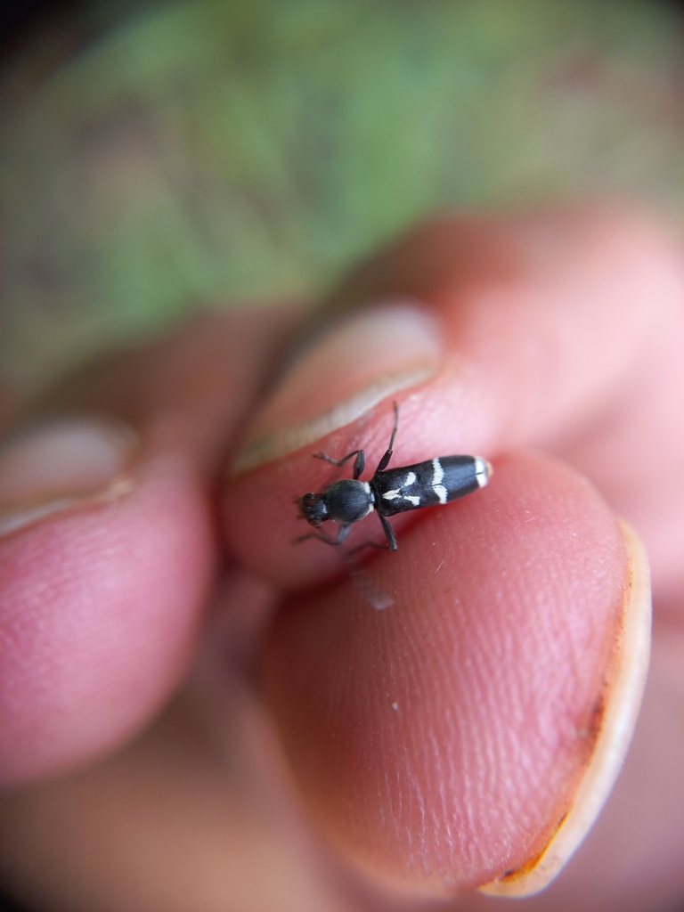 Demonax persimilis