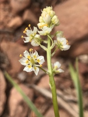 Toxicoscordion paniculatum