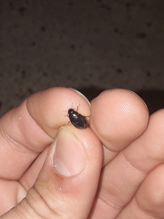 Tropisternus setiger