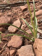 Toxicoscordion paniculatum
