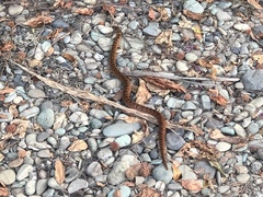 Stenorrhina degenhardtii