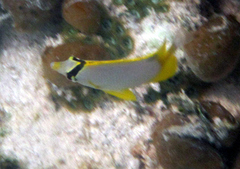 Chaetodon ocellatus
