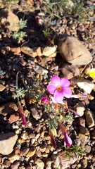Oxalis droseroides